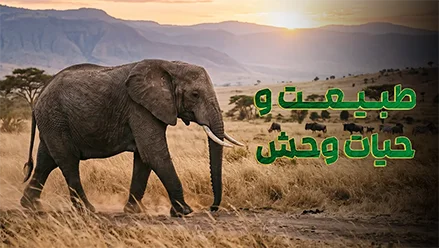 طبیعت و حیات وحش